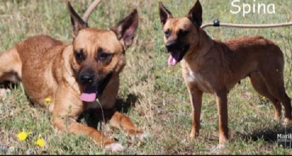 Spina 8Anni Tg Piccola Color Miele Sos Casa Lazio