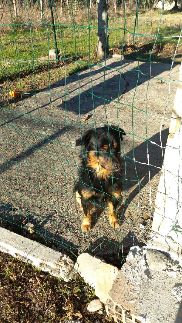 ANNUNCIO ADOZIONE  Foto 2