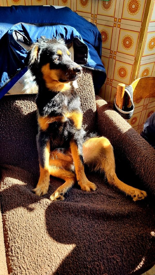 ANNUNCIO ADOZIONE  Foto 3