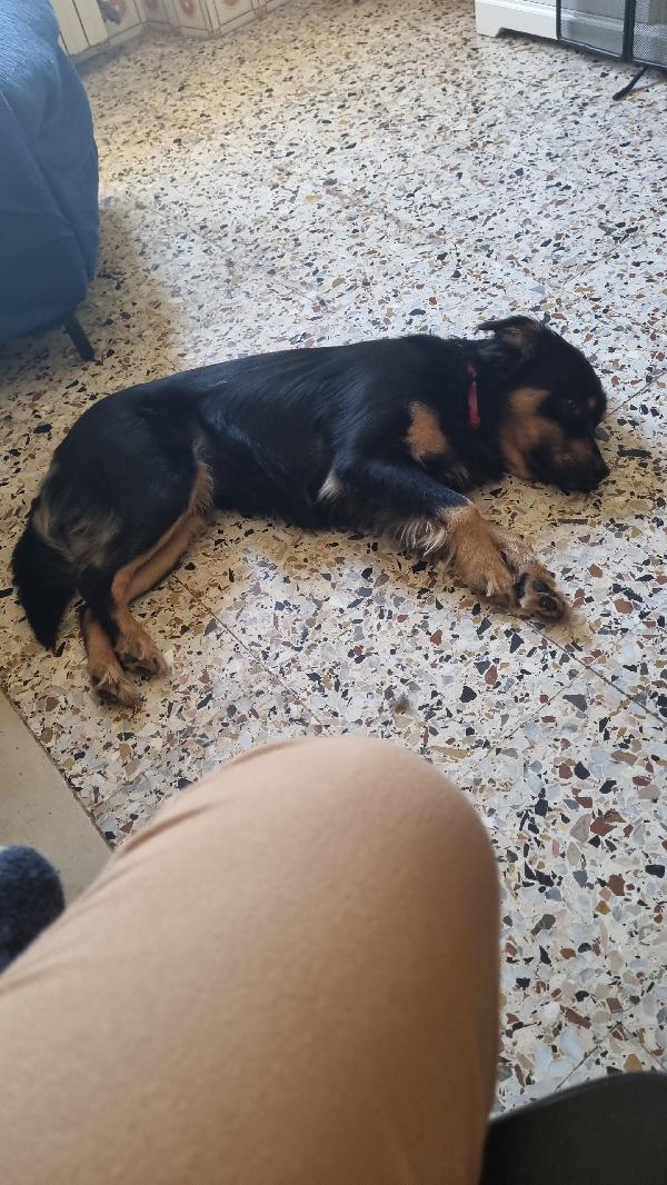 ANNUNCIO ADOZIONE  Foto 4