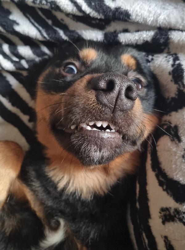 ANNUNCIO ADOZIONE  Foto 5