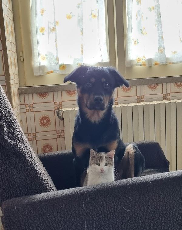 ANNUNCIO ADOZIONE  Foto 6