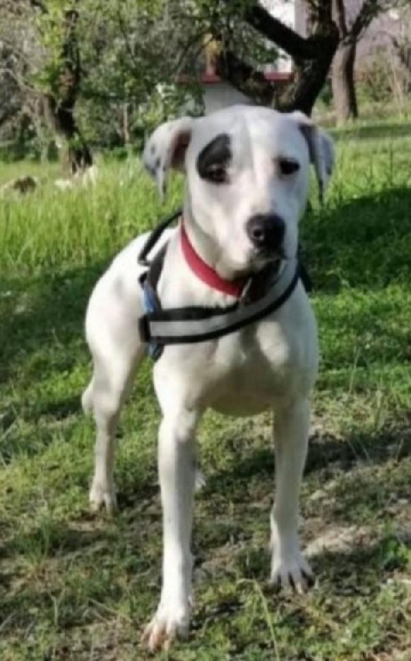 Margie Simil Pitbull 4Anni Tg Media Bella E Sfortunata.sicilia