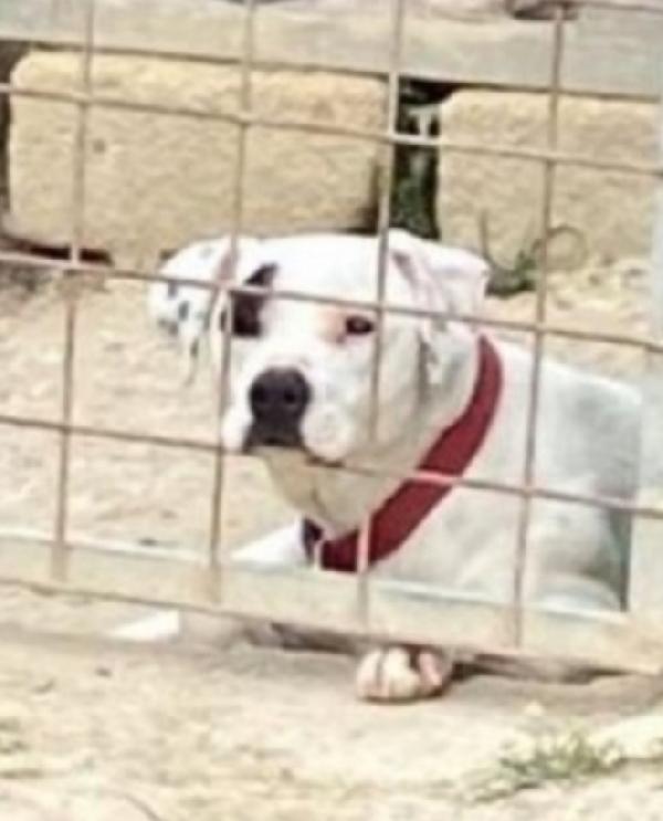 Margie simil Pitbull 4anni tg media bella e sfortunata.SICILIA Foto 2