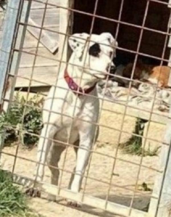 Margie simil Pitbull 4anni tg media bella e sfortunata.SICILIA Foto 3