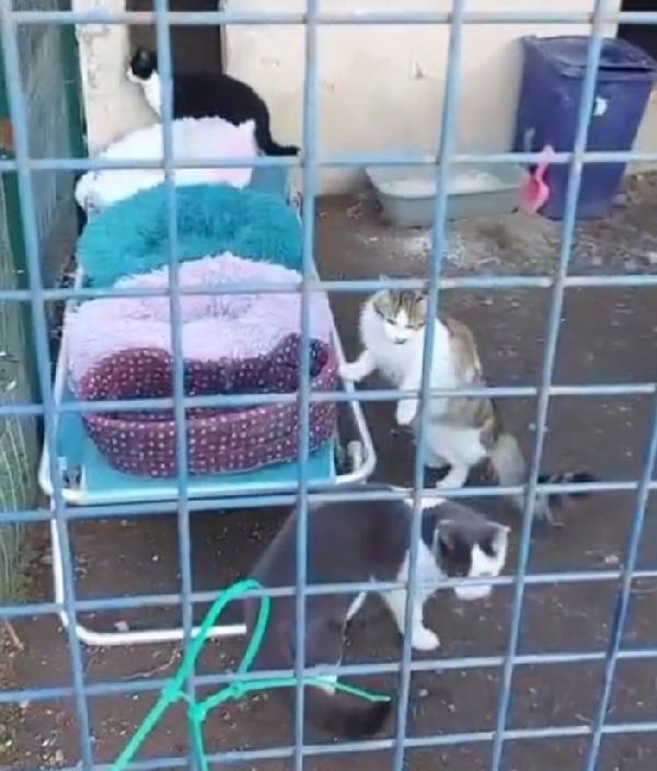 Micine 7Mesi Fiv+ Vivono Isolate.nessuno Le Ha Volute