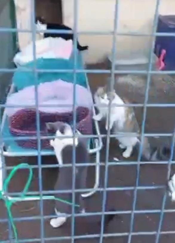 Micine 7mesi FIV+ VIVONO ISOLATE.NESSUNO LE HA VOLUTE Foto 2