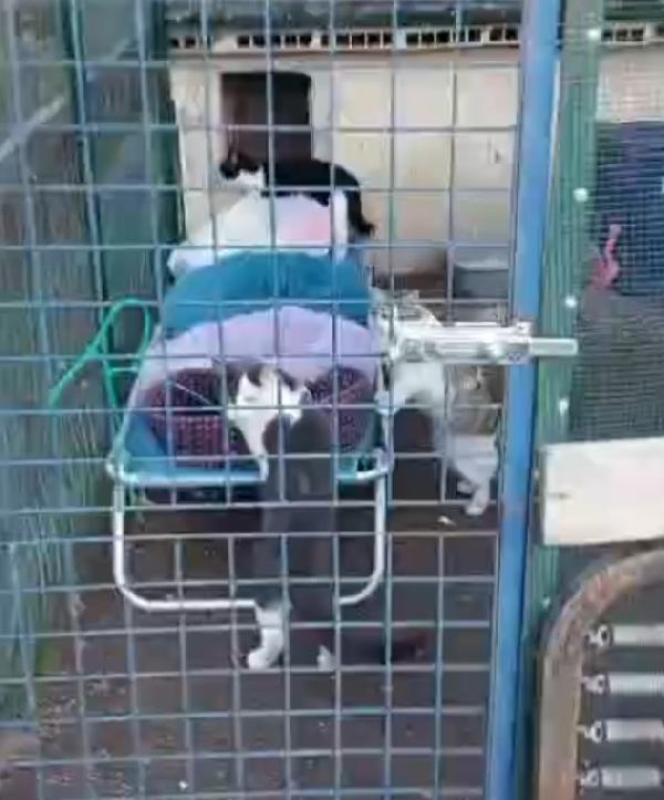 Micine 7mesi FIV+ VIVONO ISOLATE.NESSUNO LE HA VOLUTE Foto 3