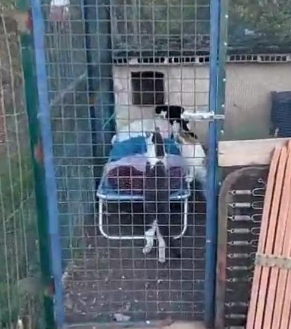 Micine 7mesi FIV+ VIVONO ISOLATE.NESSUNO LE HA VOLUTE Foto 4