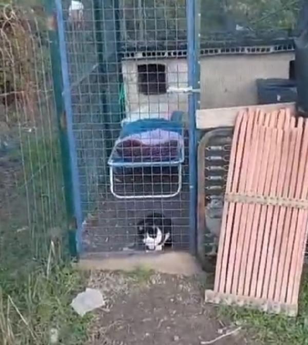 Micine 7mesi FIV+ VIVONO ISOLATE.NESSUNO LE HA VOLUTE Foto 5