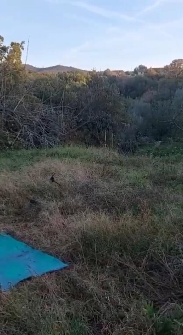 Micine 7mesi FIV+ VIVONO ISOLATE.NESSUNO LE HA VOLUTE Foto 6