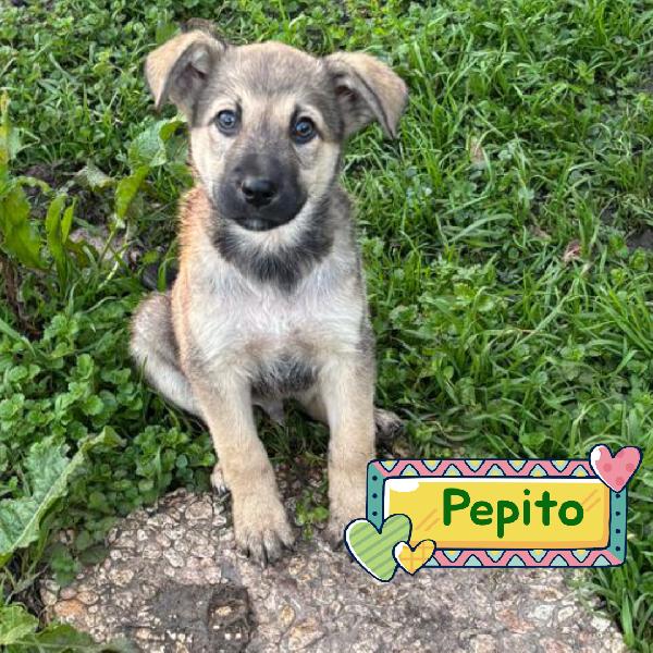 Pepito Cucciolotto 90 Giorni In Adozione