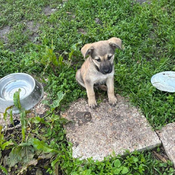 Pepito cucciolotto 90 giorni in adozione Foto 2