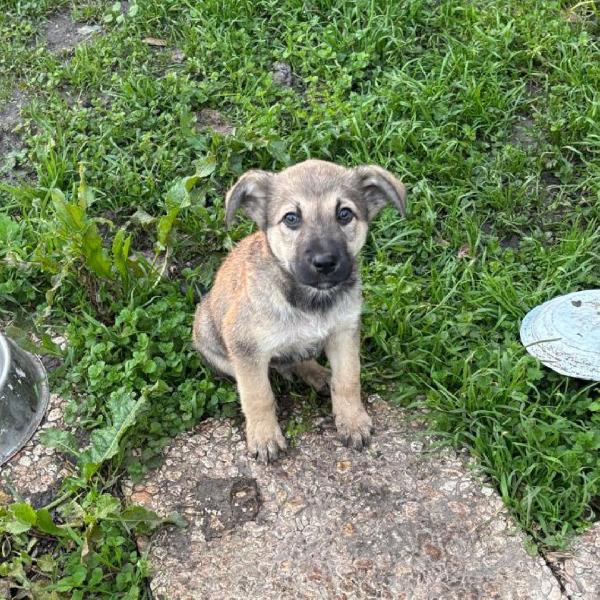 Pepito cucciolotto 90 giorni in adozione Foto 3