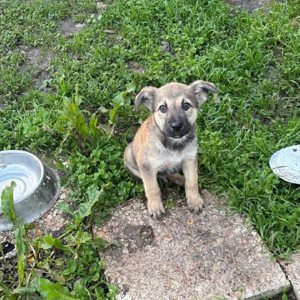 Pepito cucciolotto 90 giorni in adozione Foto 4