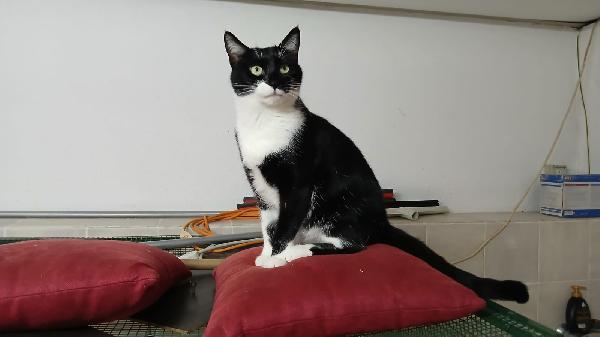 Karon: Micia Di 2 Anni Cerca Famiglia