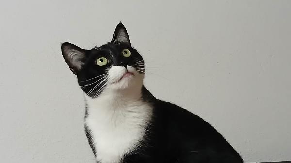 KARON: MICIA DI 2 ANNI CERCA FAMIGLIA Foto 2