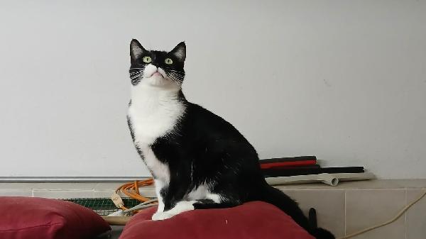 KARON: MICIA DI 2 ANNI CERCA FAMIGLIA Foto 4