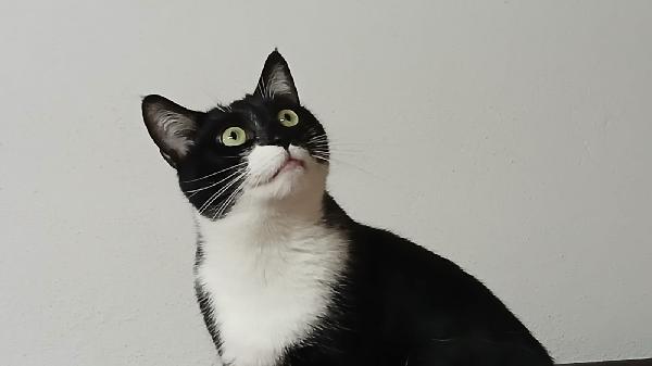 KARON: MICIA DI 2 ANNI CERCA FAMIGLIA Foto 7