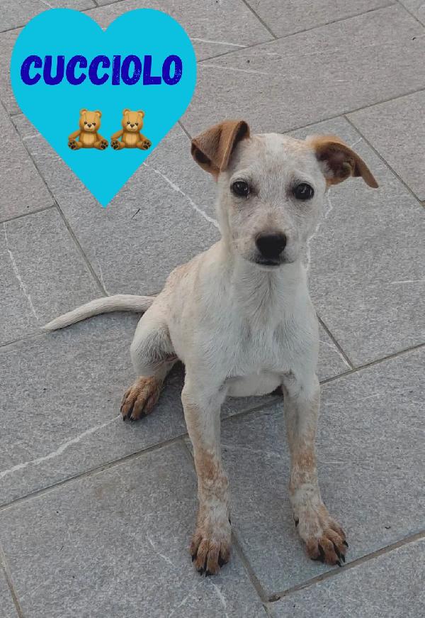 Cucciolo, di nome e di fatto Foto 2