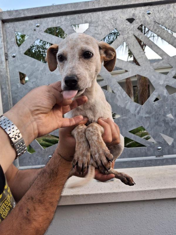 Cucciolo, di nome e di fatto Foto 3