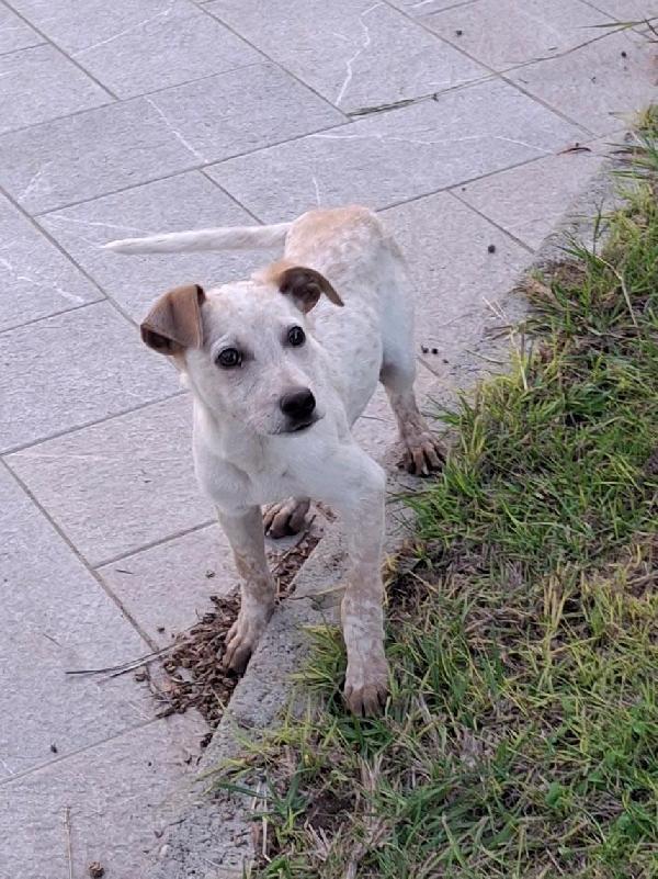 Cucciolo, di nome e di fatto Foto 5