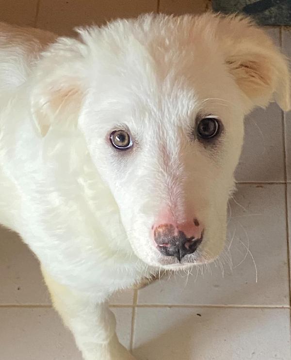 Aurora cucciolotta 5 mesi cerca casa - adozione canile di Latina Foto 2