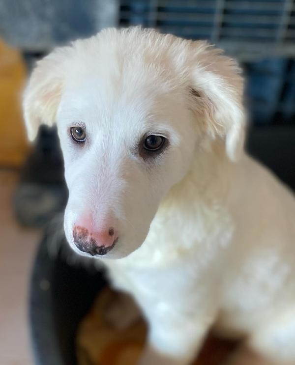 Aurora cucciolotta 5 mesi cerca casa - adozione canile di Latina Foto 3