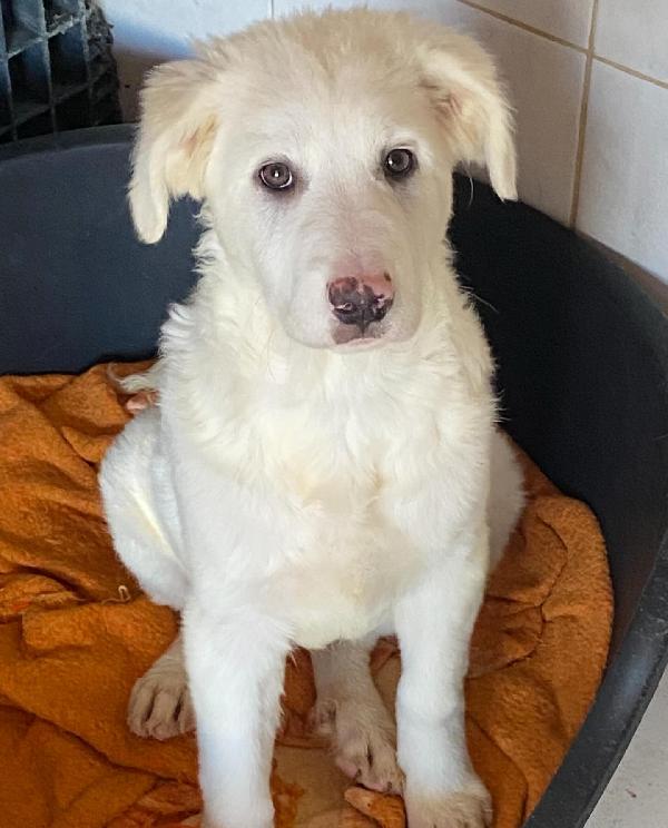 Aurora cucciolotta 5 mesi cerca casa - adozione canile di Latina Foto 5