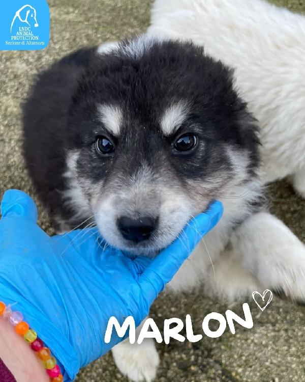 MARLON E PAUL CUCCIOLI  Foto 2