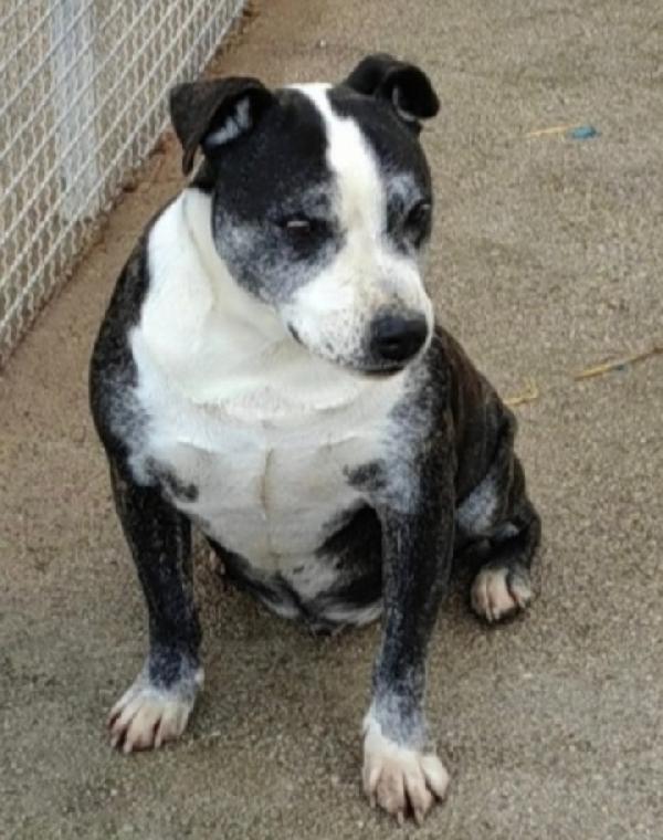 Mix Amstaff 10anni invecchia in canile.CASERTA Foto 2