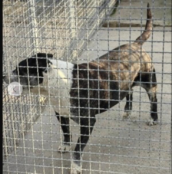 Mix Amstaff 10anni invecchia in canile.CASERTA Foto 3