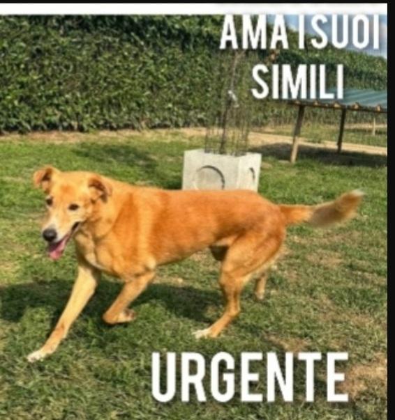 Jeremi 14anni STALLO FINITO!URGENTE BERGAMO  Foto 2