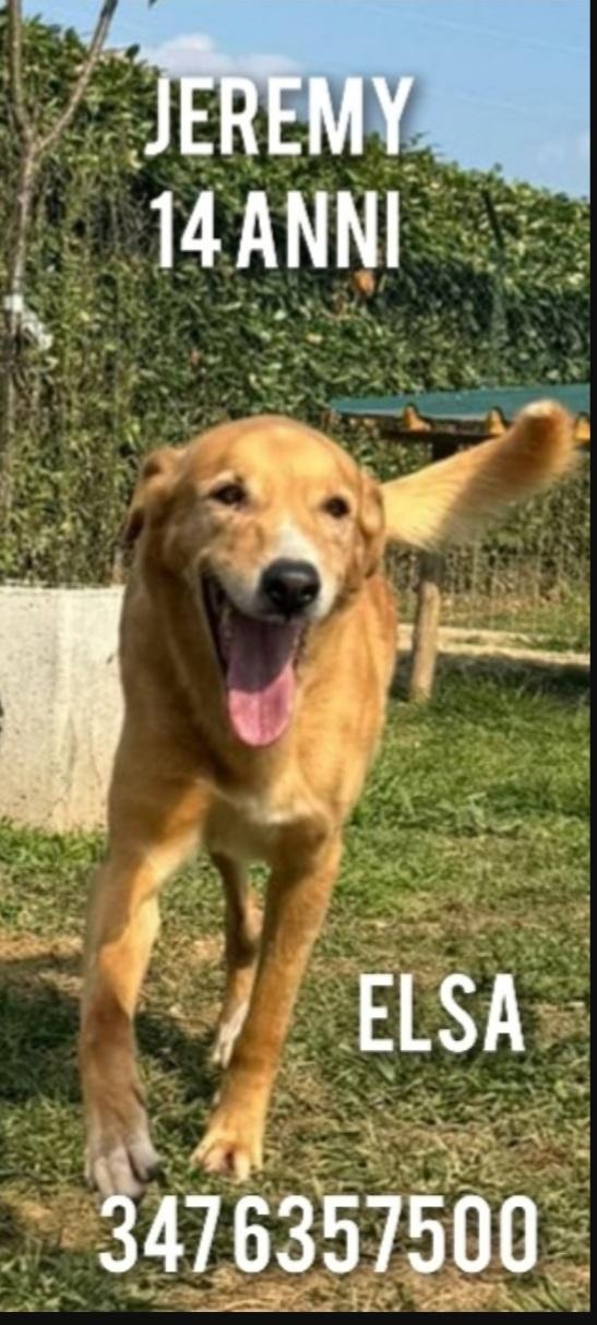 Jeremi 14anni STALLO FINITO!URGENTE BERGAMO  Foto 3