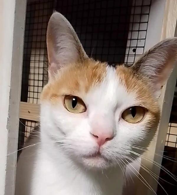 TRILLY , affettuosa gatta in adozione! Foto 4