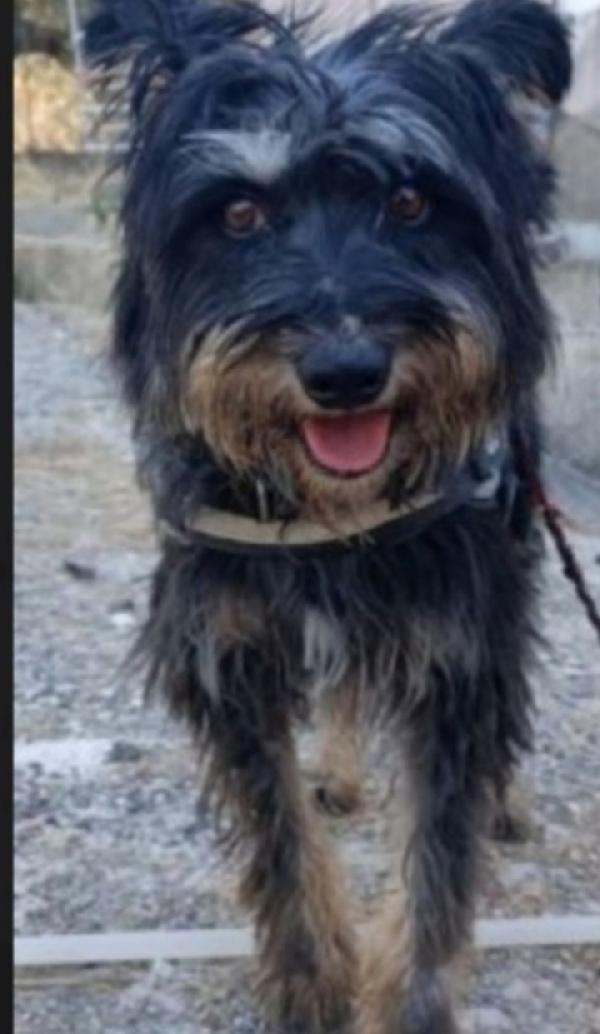 Milo 7Anni Tg Media Abbandonato Anni Fa. Sicilia