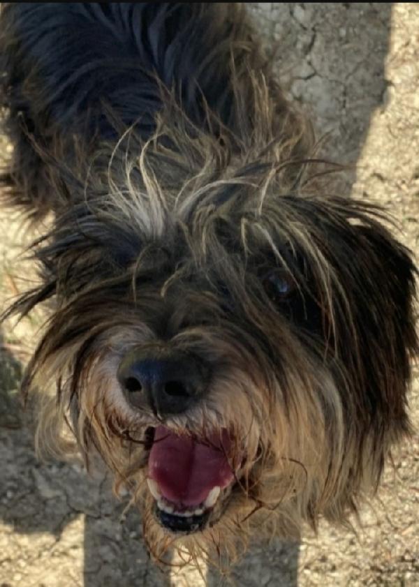 Milo 7anni tg media abbandonato anni fa. SICILIA Foto 3