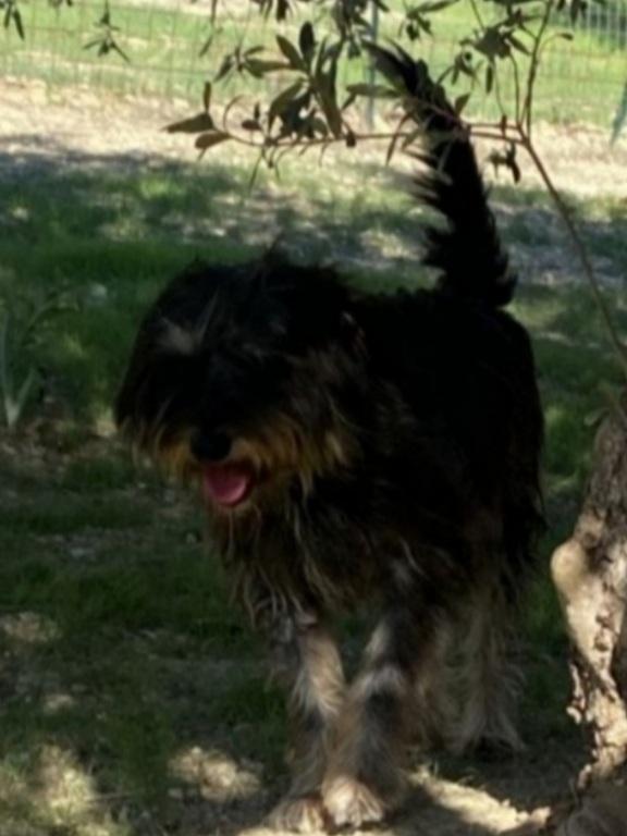 Milo 7anni tg media abbandonato anni fa. SICILIA Foto 4