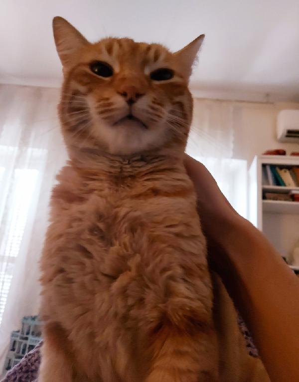 Ecco Leon❣️🐱💕