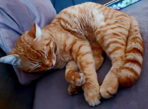 Ecco Leon❣️🐱💕 Foto 2