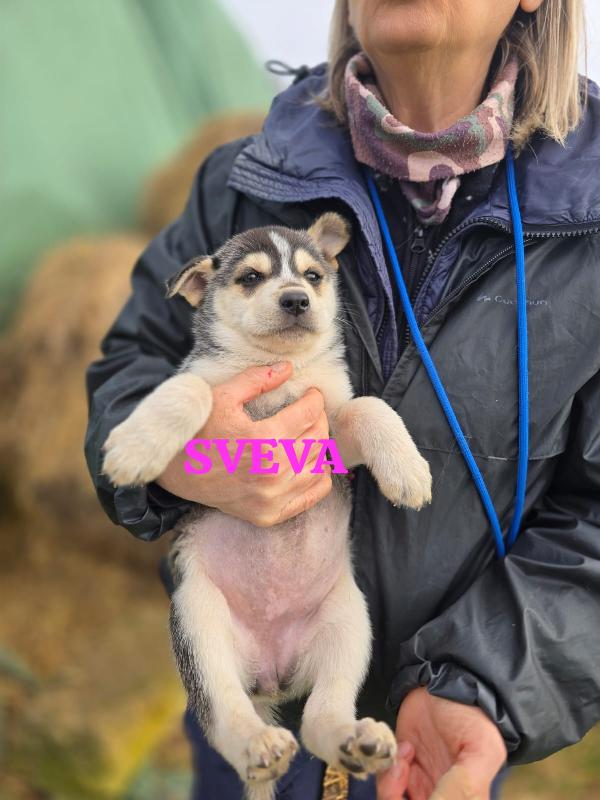 Sveva Dolcissima Cucciola In Adozione 