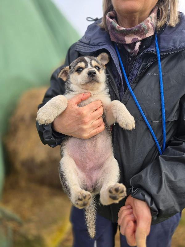Sveva dolcissima cucciola in adozione  Foto 2
