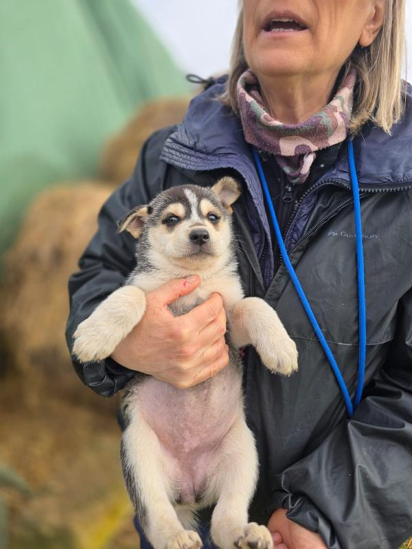Sveva dolcissima cucciola in adozione  Foto 3