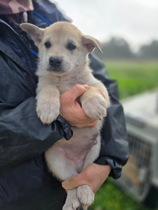 Enea meraviglioso cucciolo in adozione  Foto 2