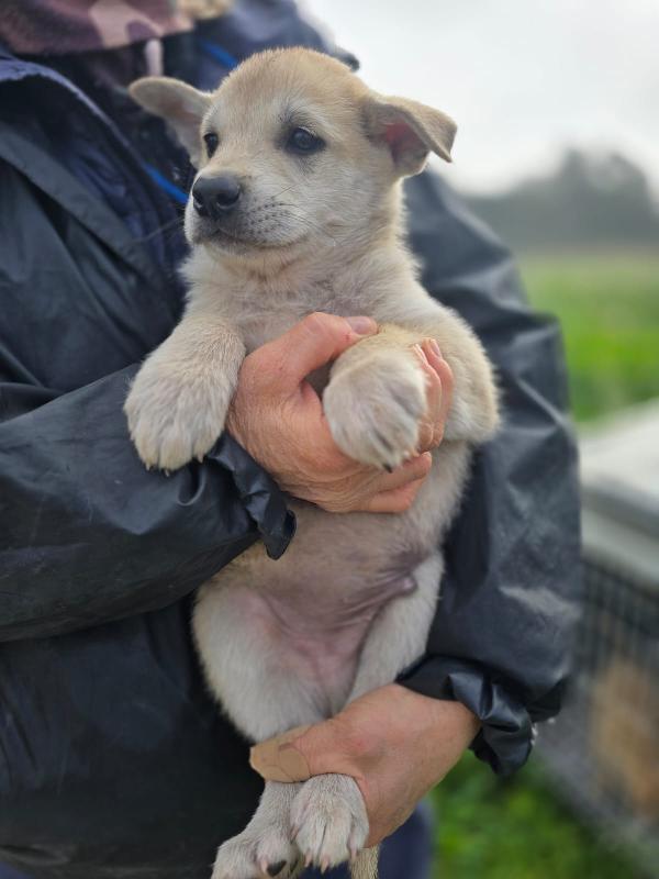 Enea meraviglioso cucciolo in adozione  Foto 3