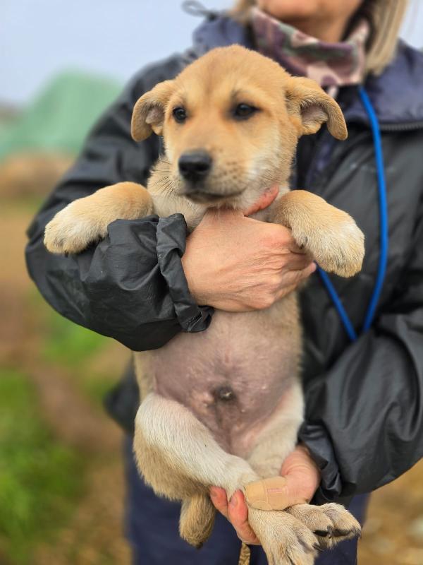 Zeno Stupendo Cucciolo Aspetta La Sua Famiglia 