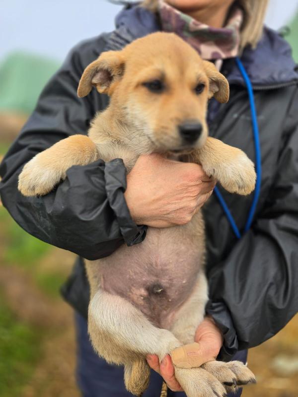 Zeno stupendo cucciolo aspetta la sua famiglia  Foto 2