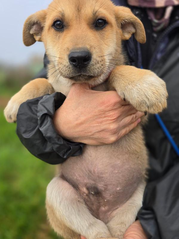 Zeno stupendo cucciolo aspetta la sua famiglia  Foto 3