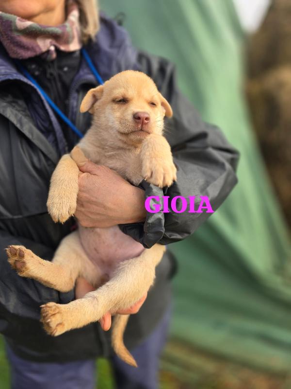 Gioia Pacioccosa Cucciola In Adozione 