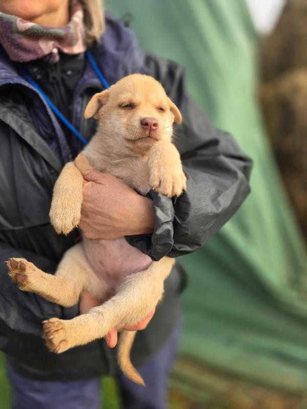 Gioia pacioccosa cucciola in adozione  Foto 3